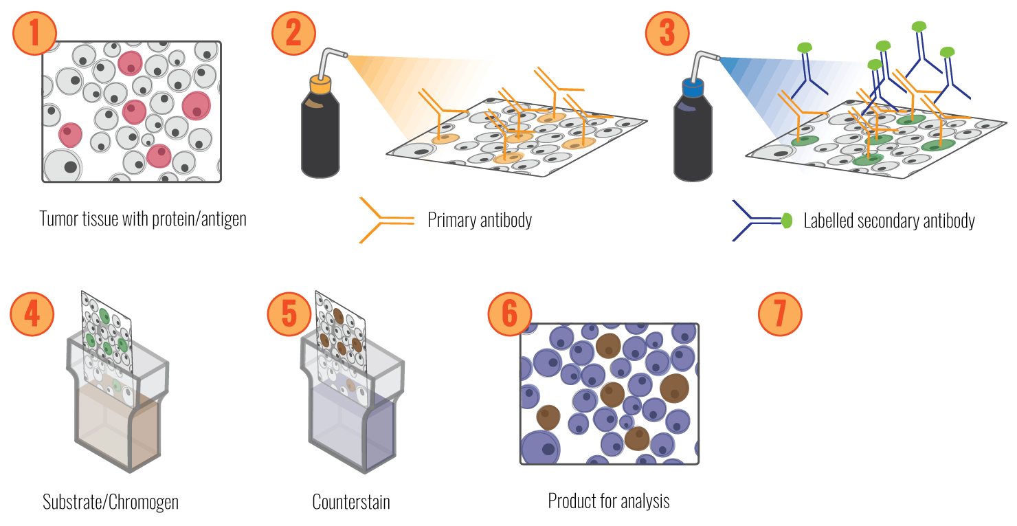 Principles of Immunohistostaining 